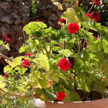 Βίλα Kilim Yaka Village *